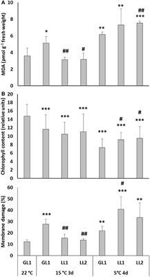 Janus-Faced Nature of Light in the Cold Acclimation Processes of Maize